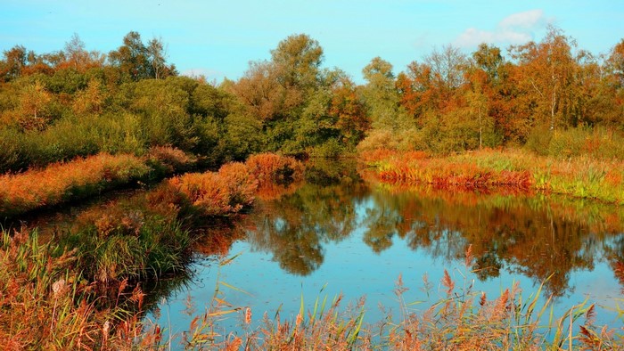 Autumnal landscape with a lake and trees
