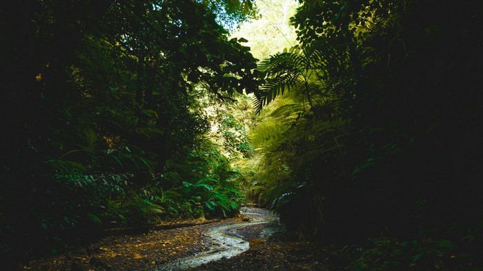 Dark Forest Path with Stream