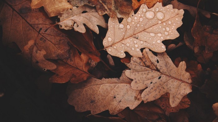 Close up of wet autumn oak leaves