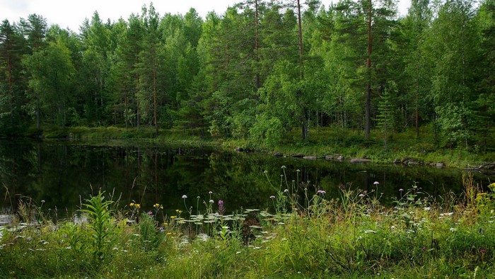 Lake surrounded by green forest
