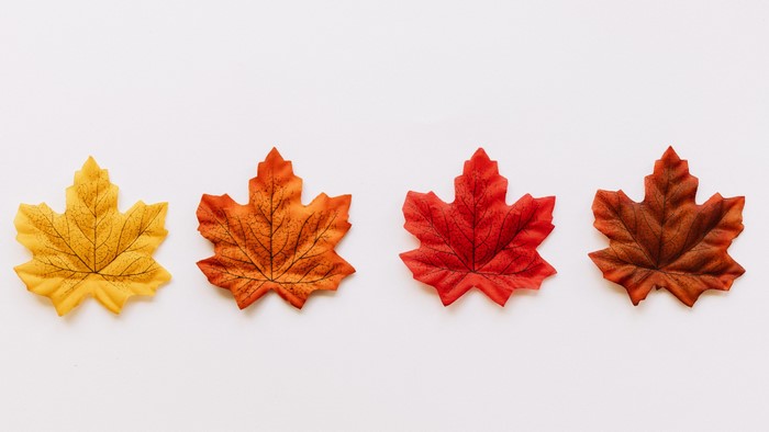 Four autumn leaves in different colors
