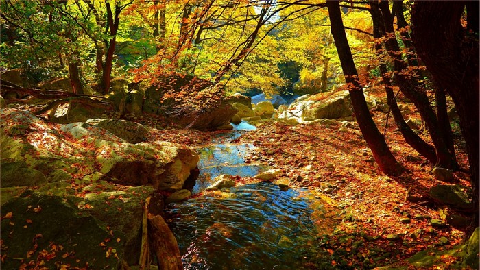 Autumn forest stream with fallen leaves
