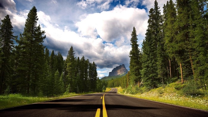 Scenic mountain road through a pine forest