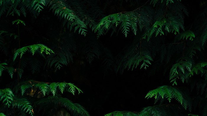 Dark Green Cedar Branches