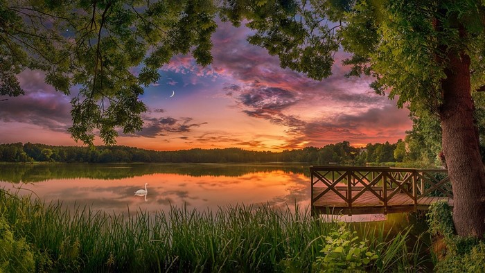 Swan on a lake at sunset with a wooden pier