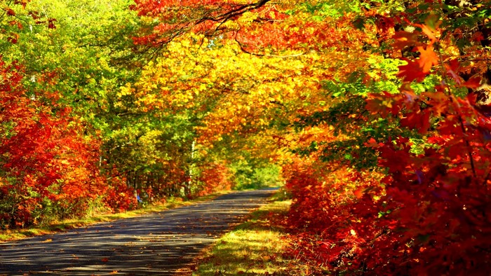 Autumn road with colorful trees