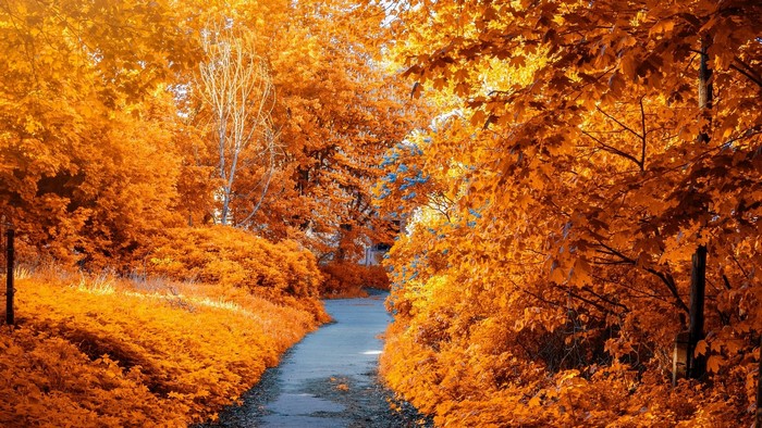 Autumn park path with orange trees