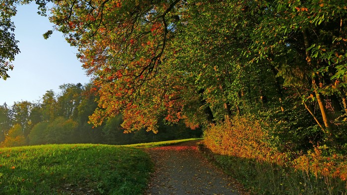4K Fall Path Through Autumn Trees