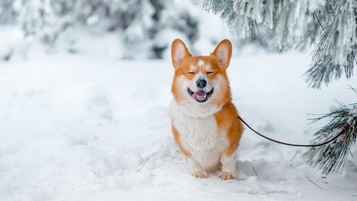 Corgi dog in the snow