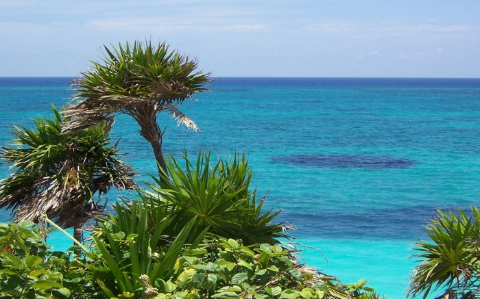 Palm trees and turquoise ocean