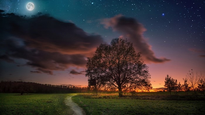 Moonlit evening landscape with a large tree