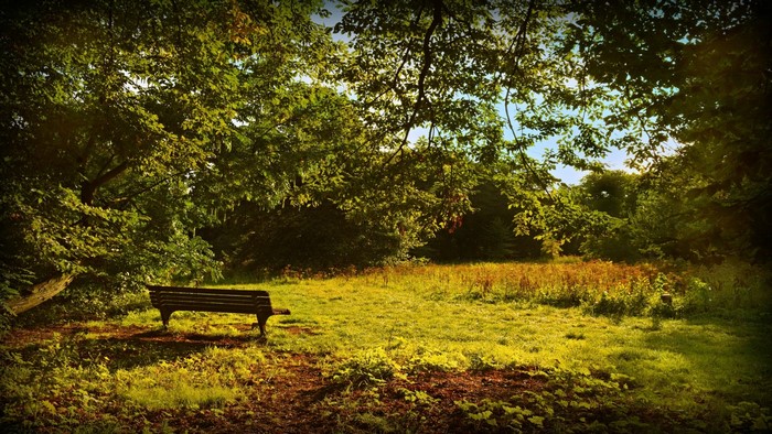 Park bench in a sunlit clearing