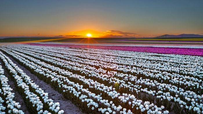Tulip field at sunset