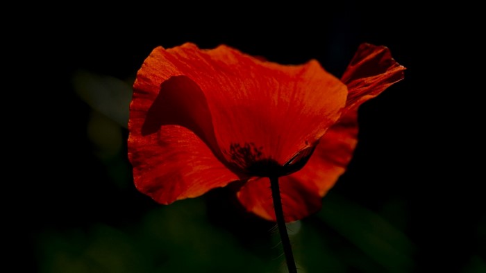 Red poppy flower against a dark background