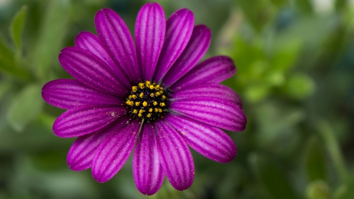 Purple Osteospermum flower with yellow center