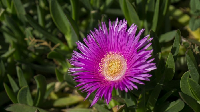 Pink and yellow flower with green succulent leaves