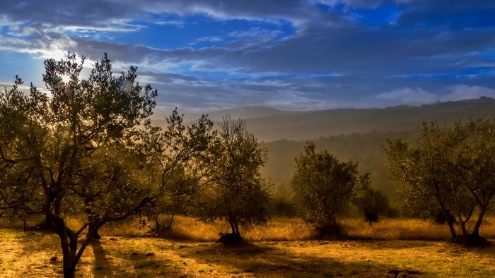 Olive trees in a misty Tuscan landscape at sunrise