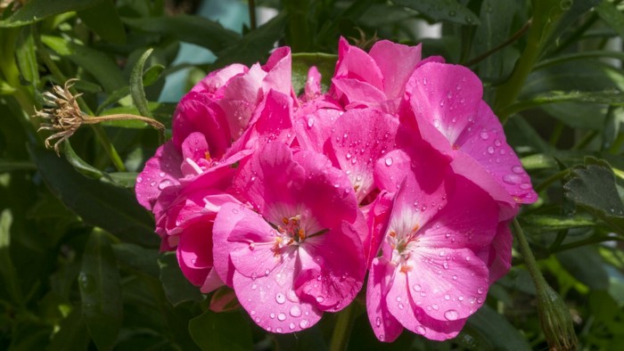 Pink Geranium Flowers with Water Droplets