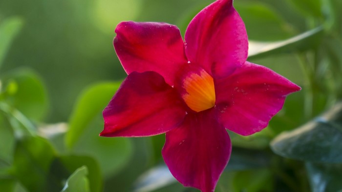 Close-up of a pink and orange flower