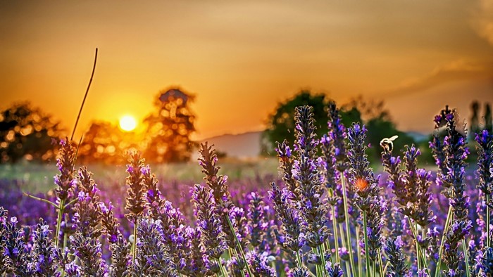 Lavender field at sunset with a bee