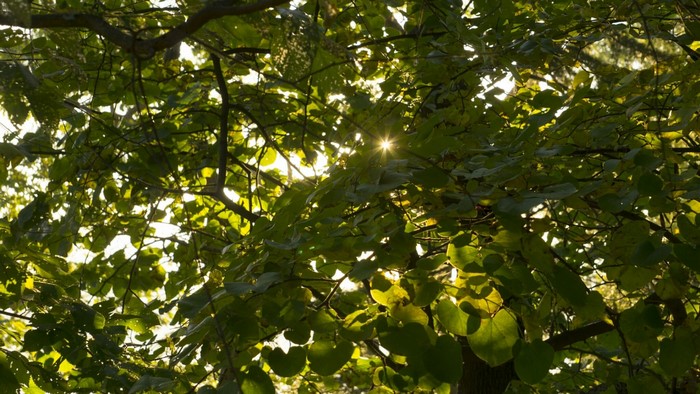 Sunlight filtering through green tree leaves