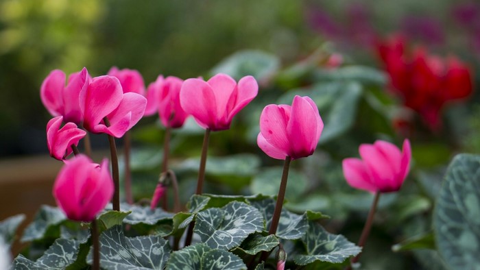 Pink and red cyclamen flowers with green leaves