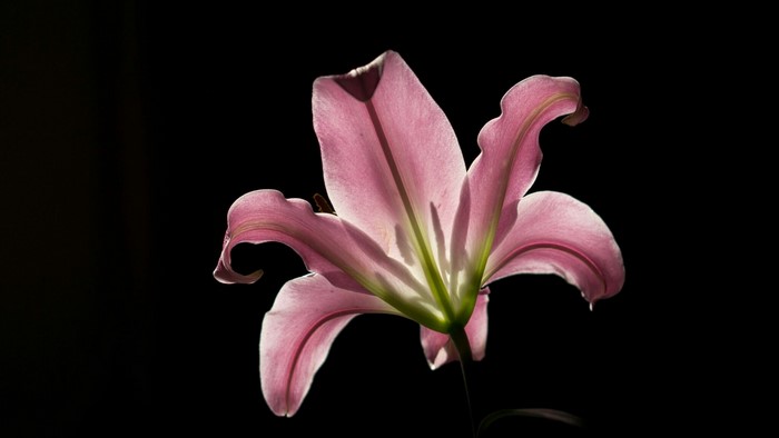 Pink Lily Flower