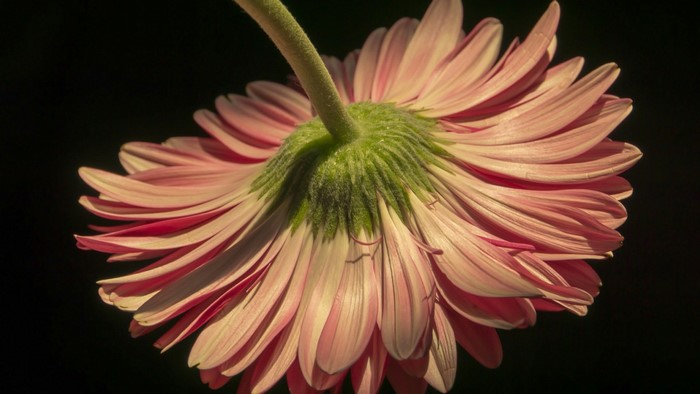 Gerbera flower from below
