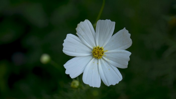 White Cosmos flower with yellow center