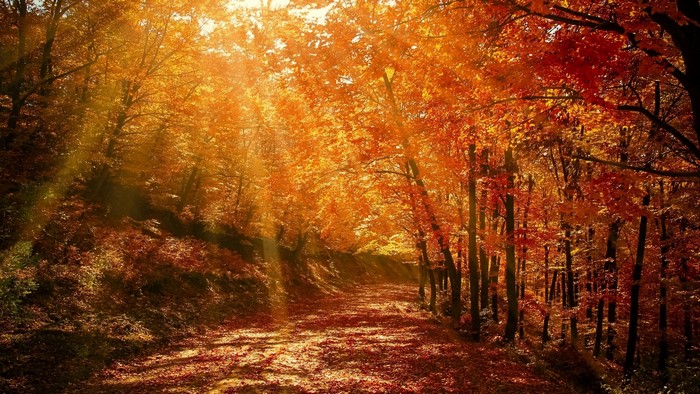 Autumn forest path with sunbeams