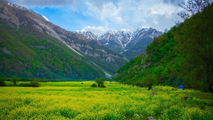 Yellow flower field with snow-capped mountains