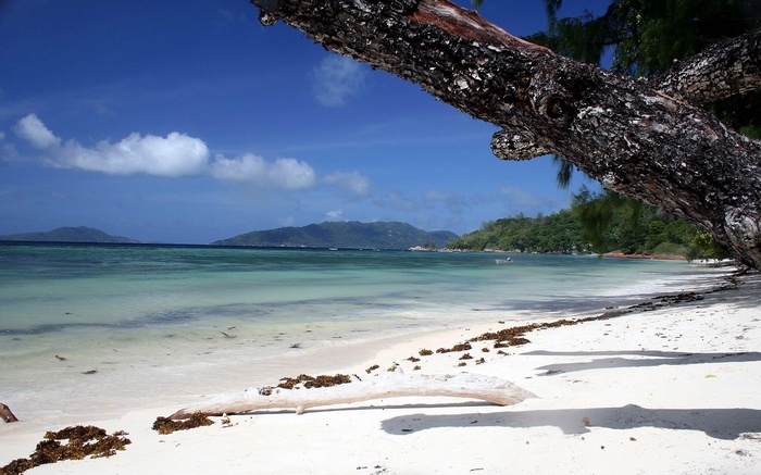 Tropical beach with palm trees and clear blue water