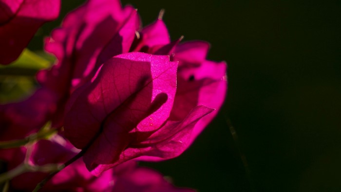Close-up of pink bougainvillea flowers