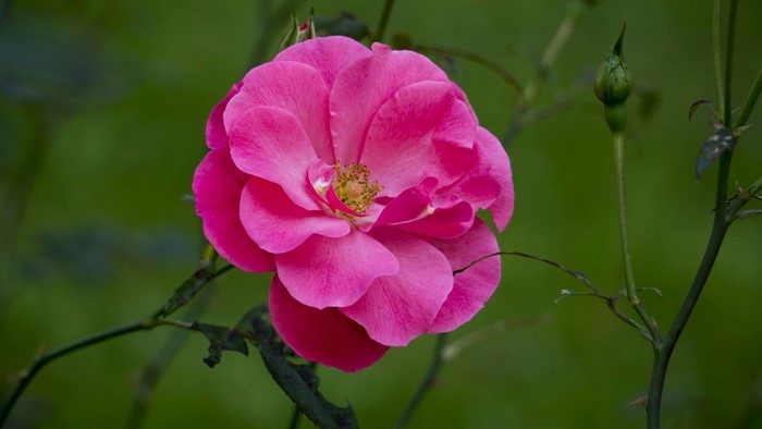 Pink Rose and Bud