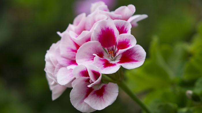 Pink and white geranium flowers