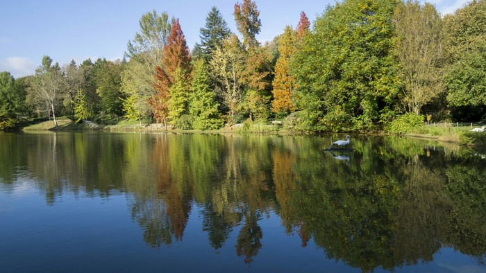 Autumn trees reflected in a lake with swans