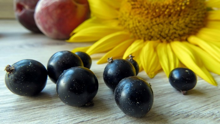 Still life with black currants, peaches, and sunflower