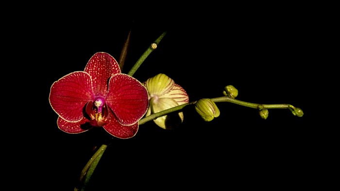 Red Orchid with Buds on Black Background
