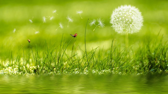 4K Summer Dandelion Seeds and Ladybugs