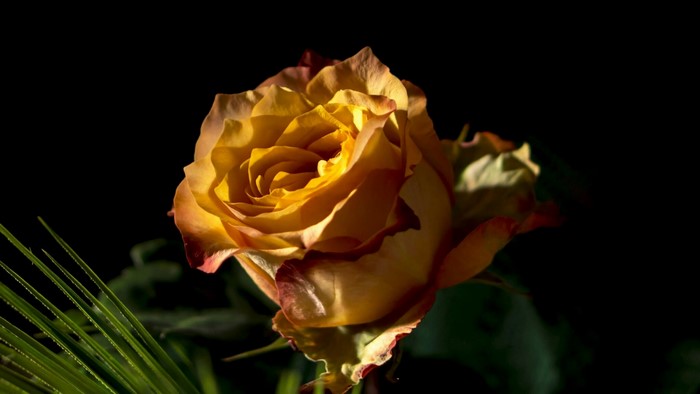 Yellow and red rose with green leaves