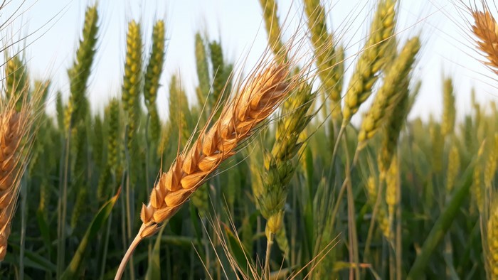 4K Rye Field