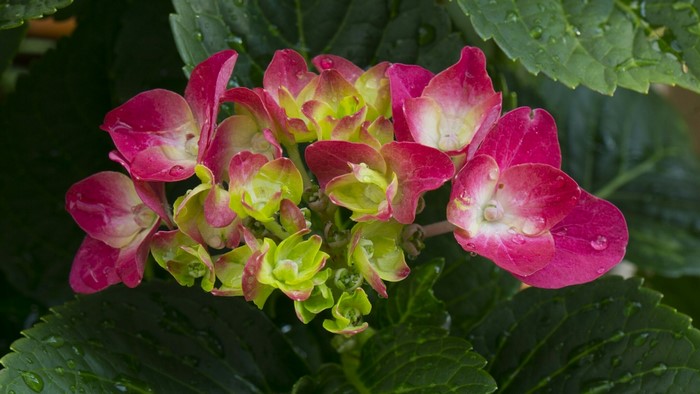 Pink and green hydrangea flowers with water droplets