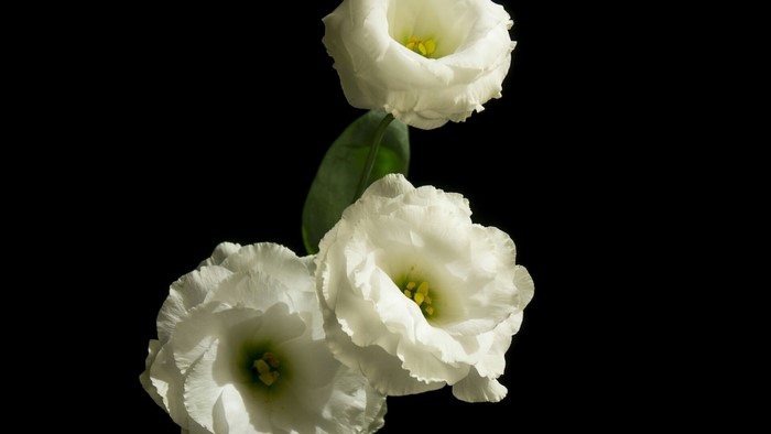 Three white eustoma flowers on a black background