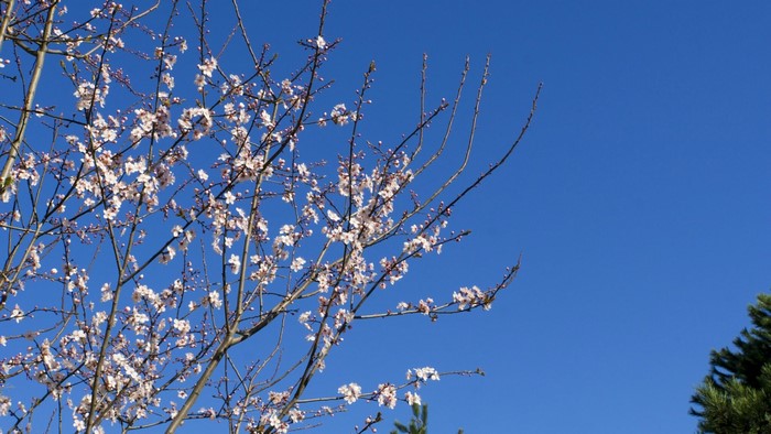 Spring blossoms against a clear blue sky