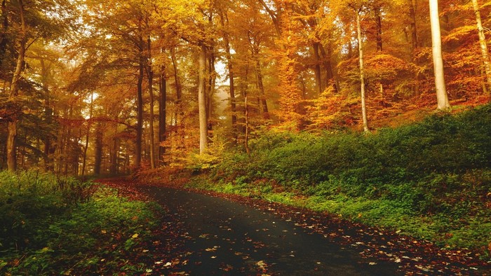 Path through autumn forest