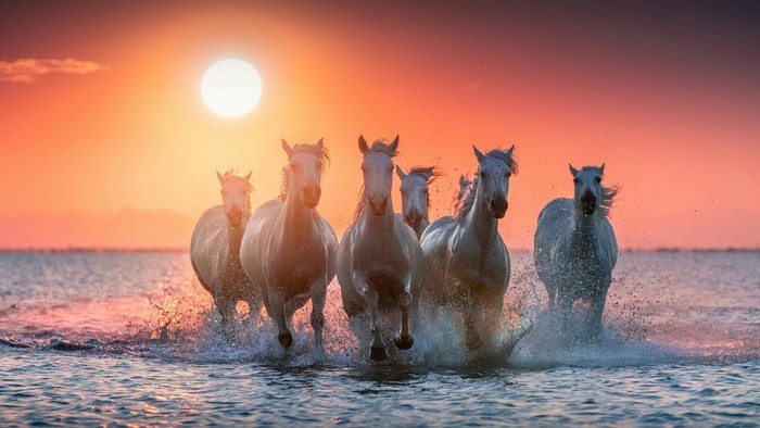 White horses running through water at sunset