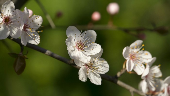 White cherry blossoms on a branch