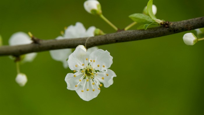 White Cherry Blossoms on a Branch