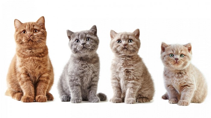Four British Shorthair Kittens