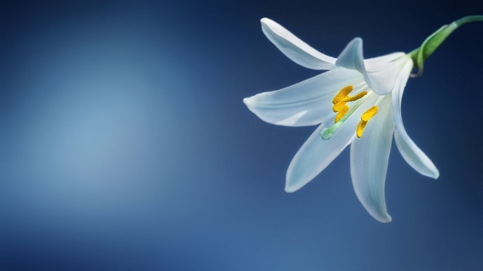 White Lily Flower